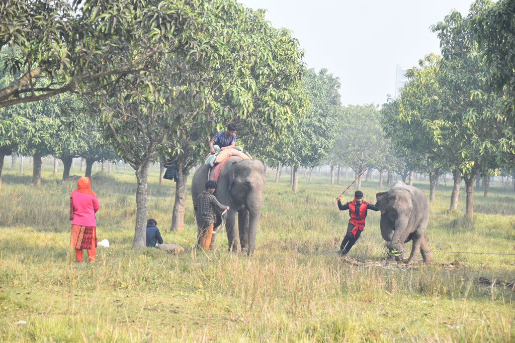 নাটোর থেকে গতকাল শনিবার চাঁপাইনবাবগঞ্জের মেলায় সার্কাস দেখানোর জন্য দুটি হাতি নিয়ে যাচ্ছিলেন মাহুতেরা। পথিমধ্যে রাত হয়ে যাওয়ায় তাঁরা বিশ্রাম নেন রাজশাহী বিশ্ববিদ্যালয়ের একটি মাঠে। সকালে তাঁরা গন্তব্যের উদ্দেশে রওনা দেন, ৫ জানুয়ারি ২০২৫। ছবি: মিলন শেখ