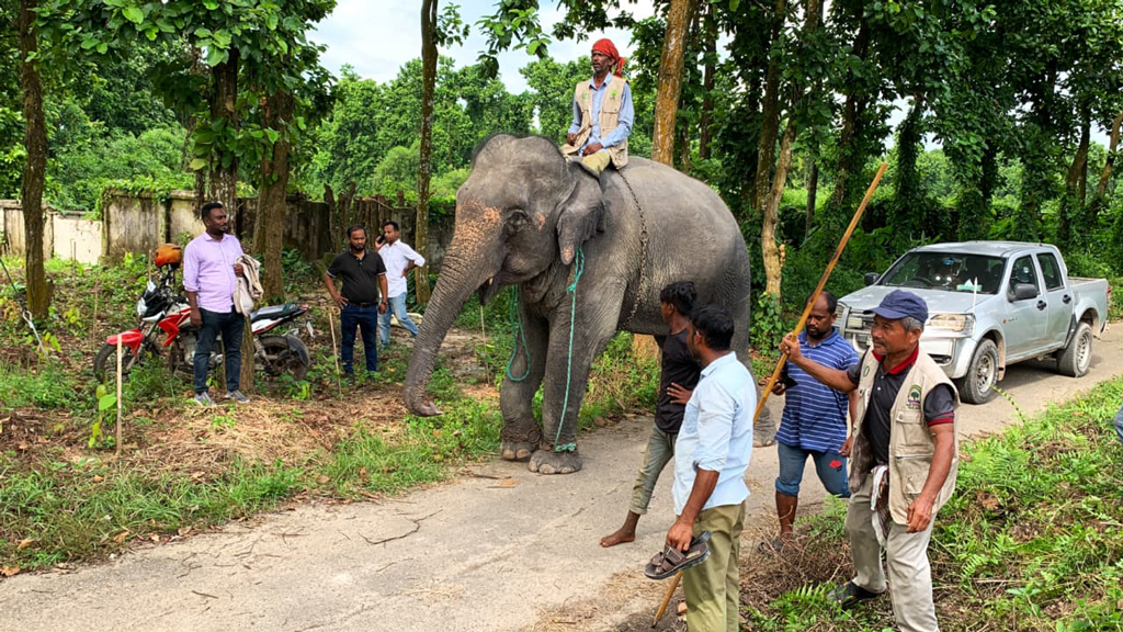 দুই বছর পর শর্ত সাপেক্ষে মালিকের কাছে ফেরত গেল দুই হাতি