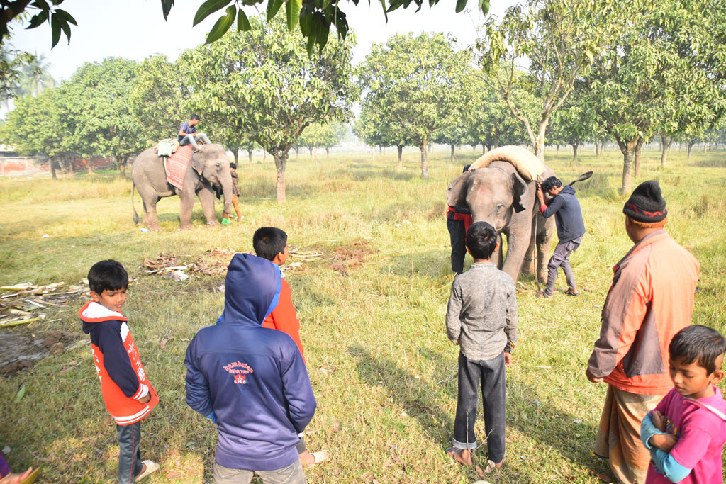 নাটোর থেকে গতকাল শনিবার চাঁপাইনবাবগঞ্জের মেলায় সার্কাস দেখানোর জন্য দুটি হাতি নিয়ে যাচ্ছিলেন মাহুতেরা। পথিমধ্যে রাত হয়ে যাওয়ায় তাঁরা বিশ্রাম নেন রাজশাহী বিশ্ববিদ্যালয়ের একটি মাঠে। সকালে তাঁরা গন্তব্যের উদ্দেশে রওনা দেন, ৫ জানুয়ারি ২০২৫। ছবি: মিলন শেখ