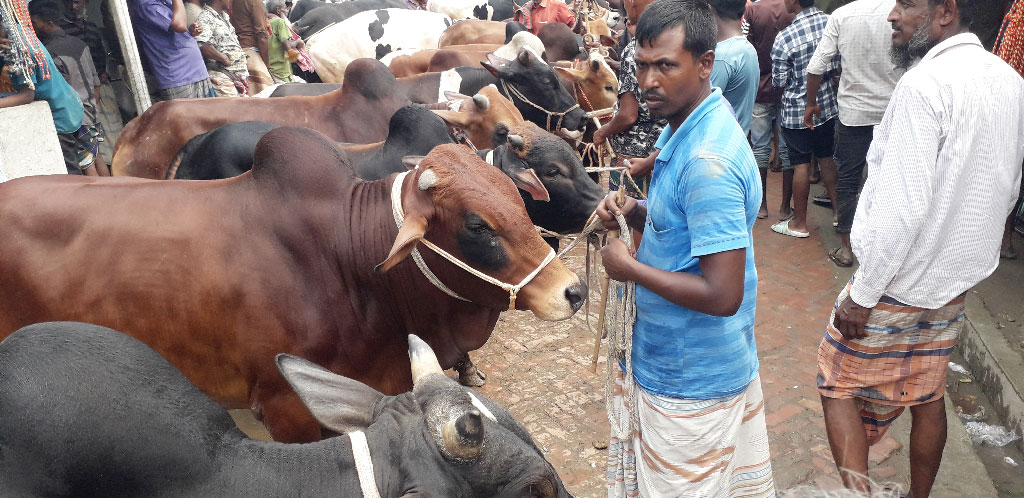 ক্রেতা কম, শঠিবাড়ী হাটে কোরবানির পশু নিয়ে দুশ্চিন্তায় খামারিরা