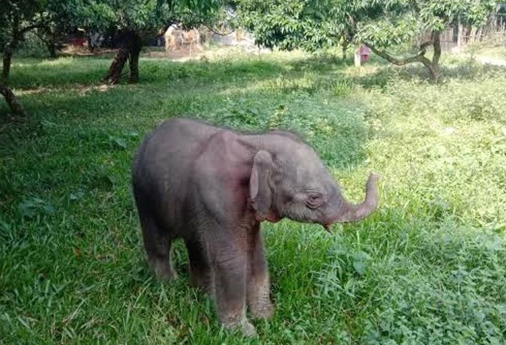 ডুলাহাজারা সাফারি পার্কে হাতির শাবকের মৃত্যু