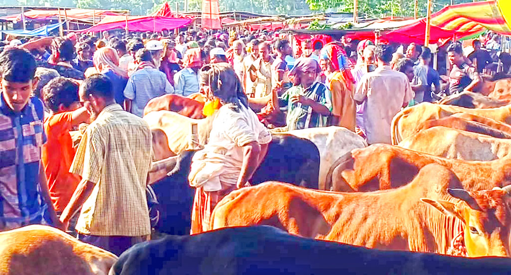 হাটে গরু বেশি, দাম কম