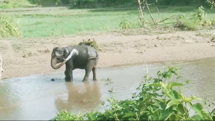 নাইক্ষ্যংছড়ি সীমান্তে স্থলমাইন বিস্ফোরণে পায়ের গোড়ালি উড়ে গেল বন্য হাতির