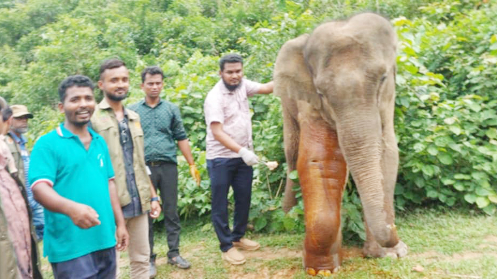 দ্বিতীয় দফায় চিকিৎসা পেল বন্য হাতিটি