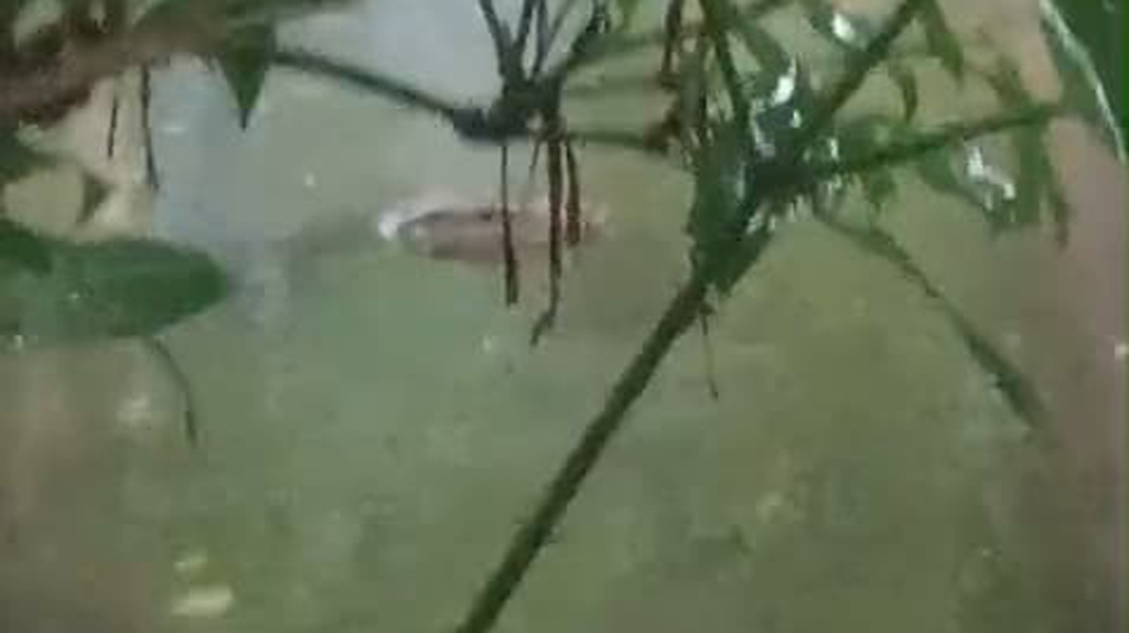 হাতিয়ায় পুকুরে কুমিরসদৃশ প্রাণী, এলাকাজুড়ে চাঞ্চল্য