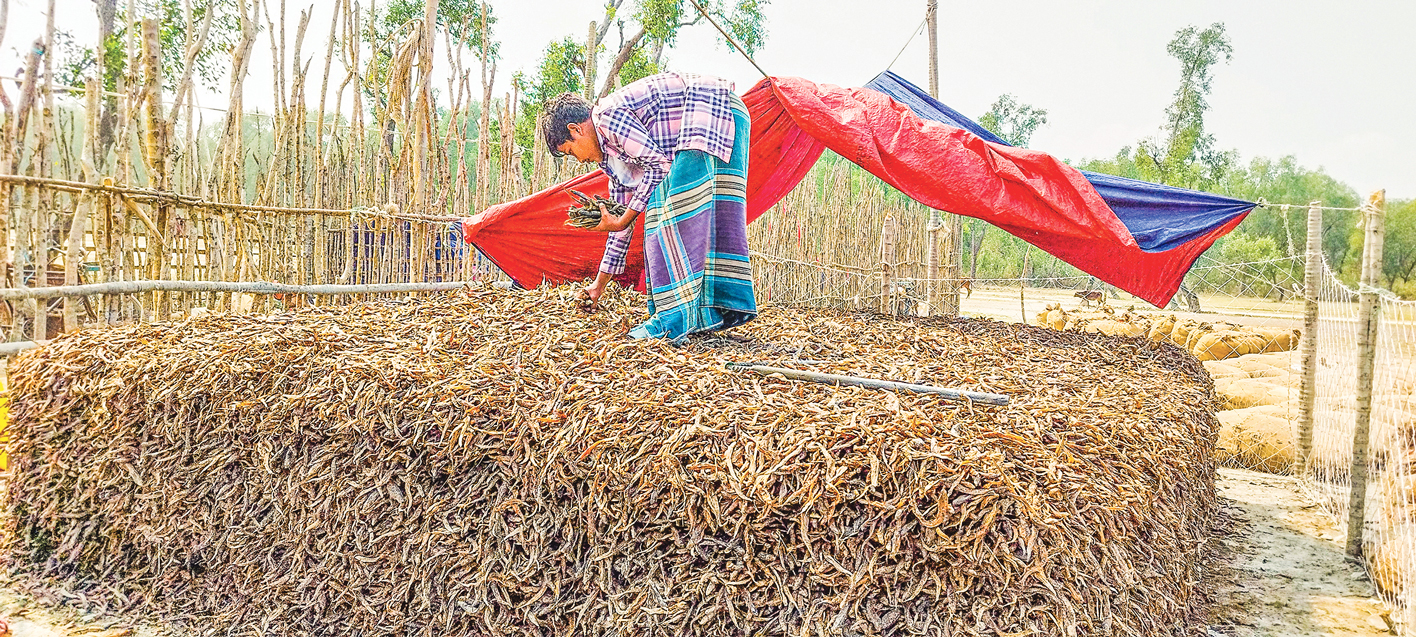 হাতিয়ার শুঁটকিপল্লি: মৌসুমে শতকোটি টাকার বাণিজ্য