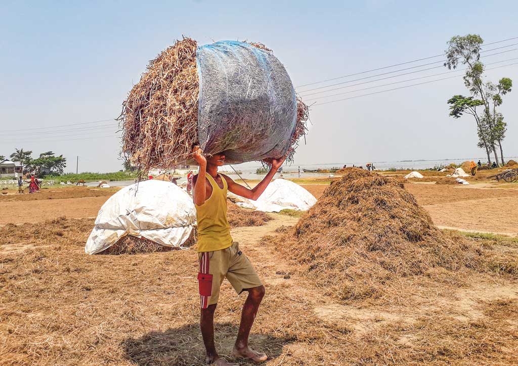 হাওরে কৃষকের নিরানন্দ ঈদ
