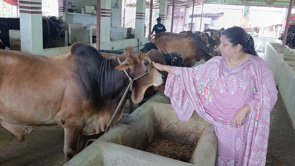 ঈদে কোটি টাকার গরু বিক্রির আশা গৃহবধূ ইলার
