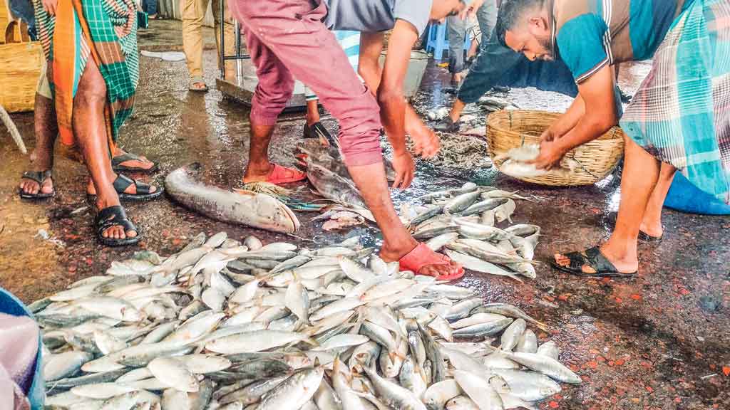 হতাশায় শেষ হচ্ছে ইলিশের মৌসুম, আসছে নিষেধাজ্ঞা