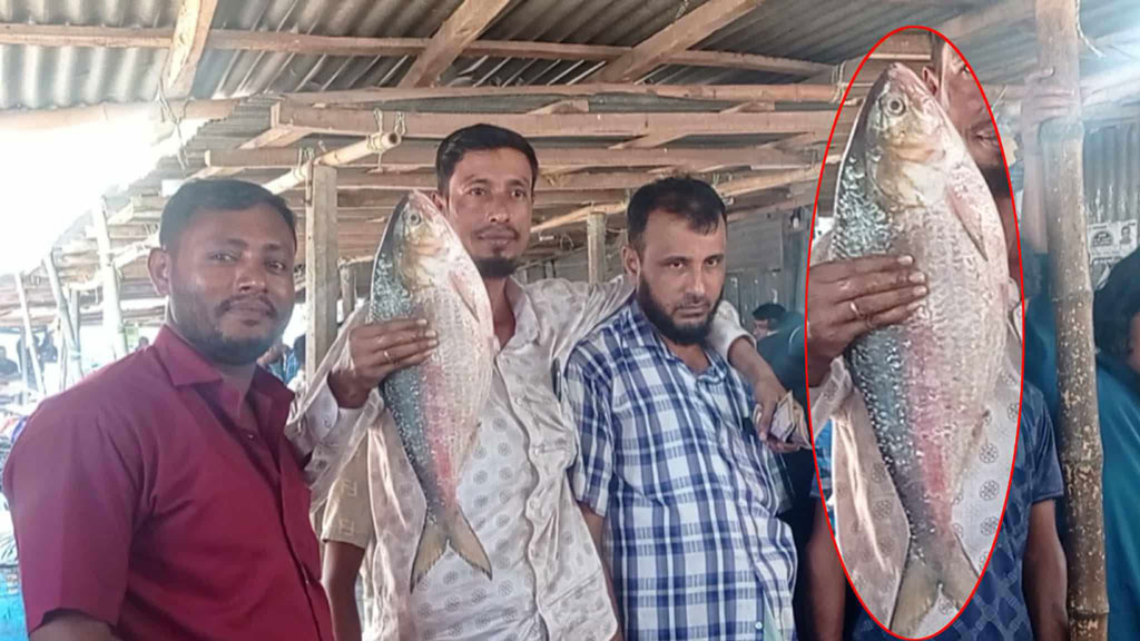 যে দামে বিক্রি হলো আড়াই কেজির ইলিশটি