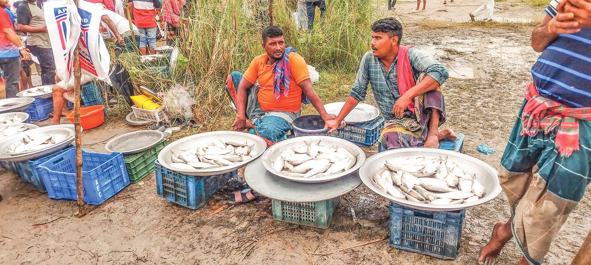 মাদারীপুরের শিবচর: নিষেধাজ্ঞার মধ্যে পদ্মাপাড়েবসেছে ‘ইলিশের হাট’