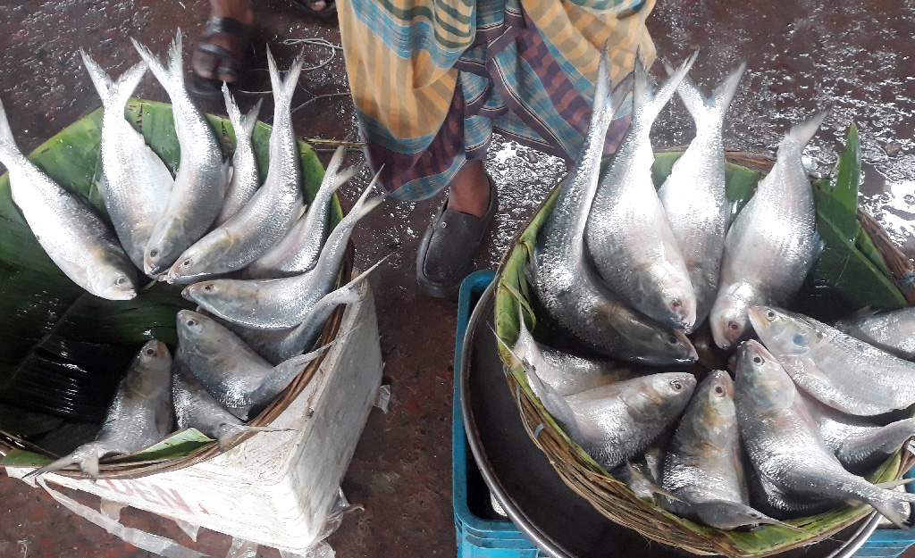 পয়লা বৈশাখের হাওয়ায় বরিশালে ইলিশ উধাও