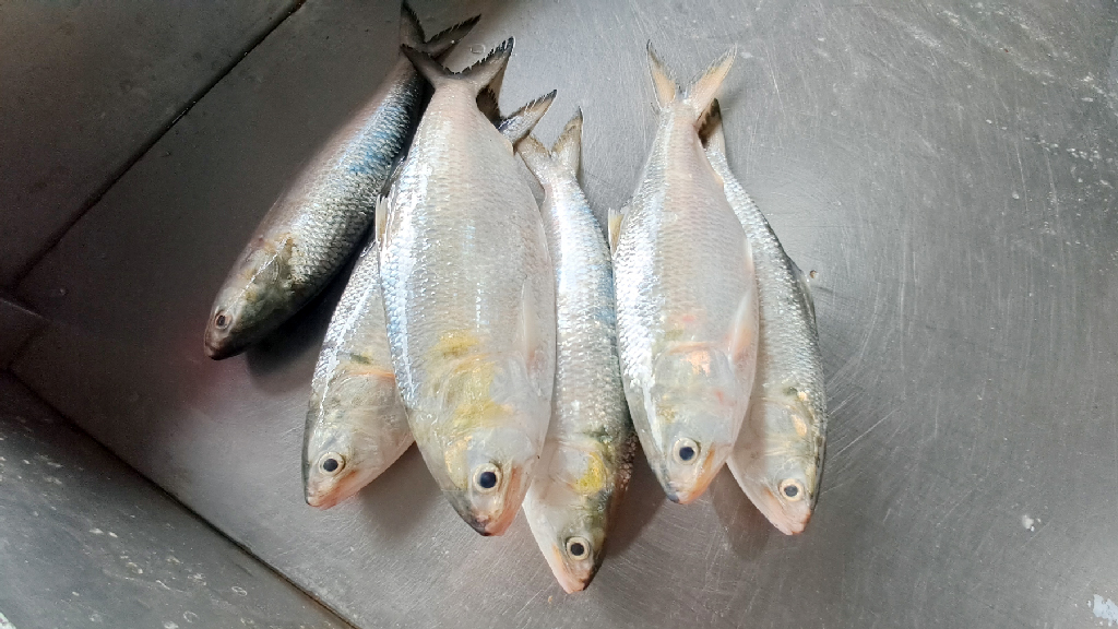 মৌসুমের শেষেও ইলিশের দাম চড়া