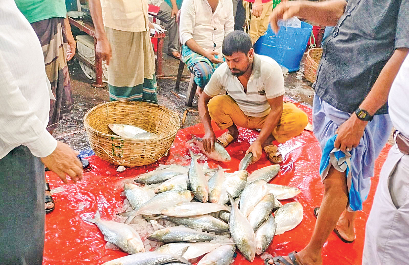 বরিশালের নদ-নদী: ইলিশের দেখা, মা মাছ নিয়ে শঙ্কা