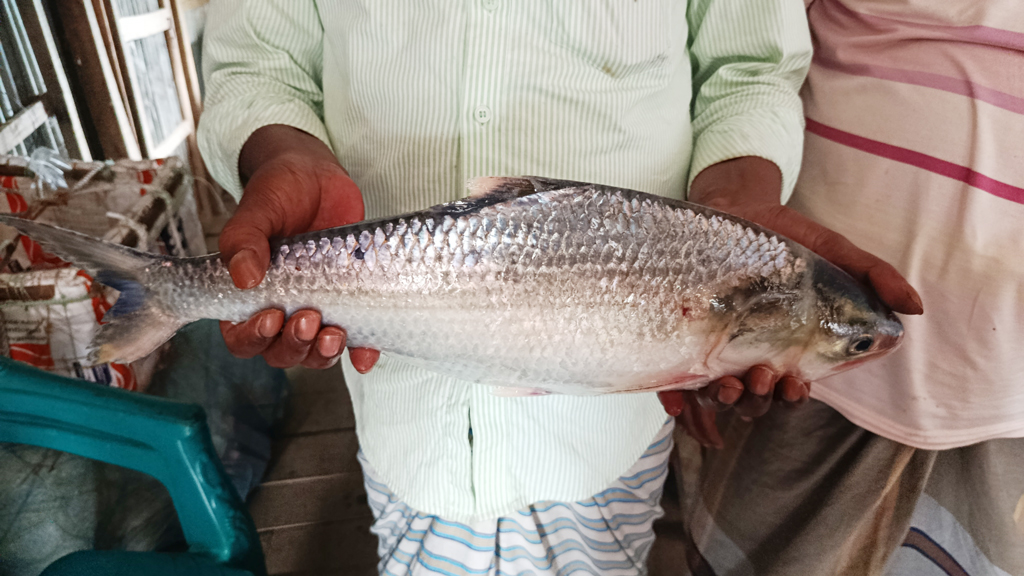 ভোলার মেঘনায় ধরা পড়ল ২ কেজির ইলিশ, সাড়ে ৬ হাজারে বিক্রি