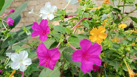দিনের ছবি (১৯ অক্টোবর, ২০২৬)