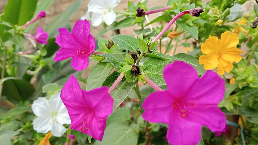 রাজশাহীর পবা উপজেলার পারিলা ইউনিয়নের একটি গ্রামের বাড়ির প্রবেশদ্বারে ফুটে আছে লাল, সাদা ও হলুদ রঙের দৃষ্টিনন্দন সন্ধ্যামালতী ফুল। গ্রামীণ আবহকে আরও প্রাণবন্ত করে তোলা এই চোখজুড়ানো দৃশ্যটি ক্যামেরাবন্দী করেছেন—মিলন শেখ
