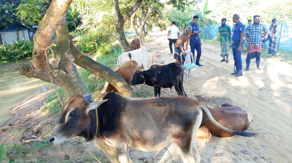 হালুয়াঘাট সীমান্তে শিশুদের দিয়ে ভারতীয় গরু চোরাচালান