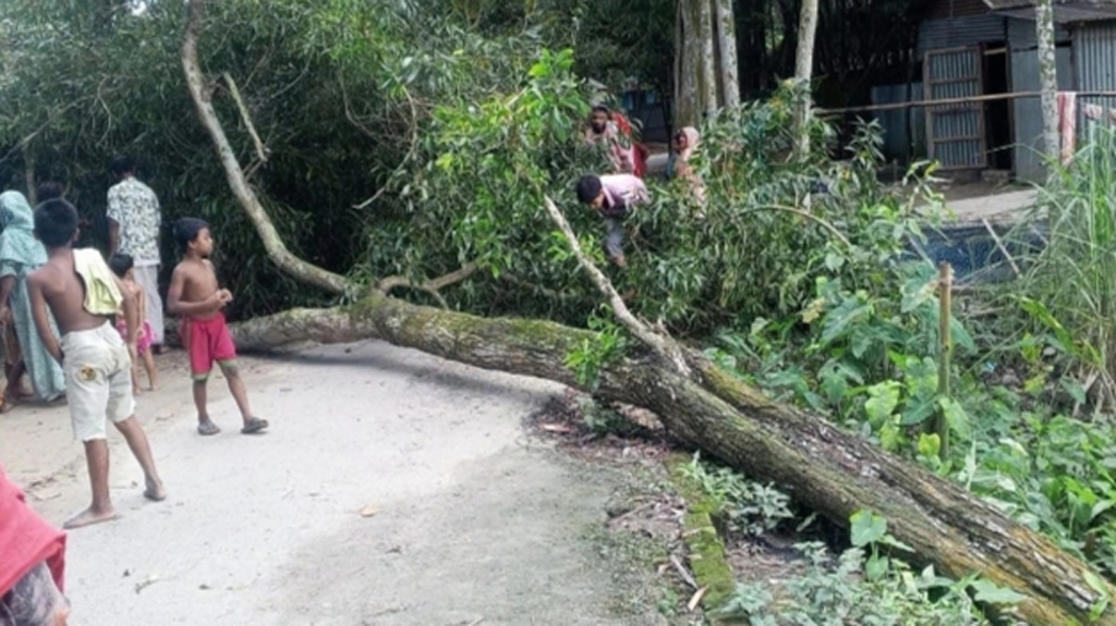 লোডশেডিংয়ে অতিষ্ঠ বৃদ্ধা বিশ্রাম নিচ্ছিলেন গাছতলায়, উপড়ে পড়ে গেল প্রাণ