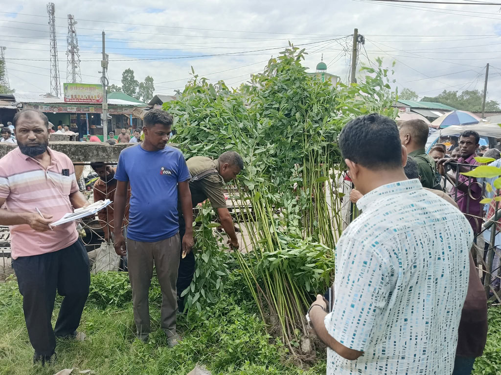 ঠাকুরগাঁওয়ে বিক্রির সময় ইউক্যালিপটাসের ৩০০ চারা জব্দ