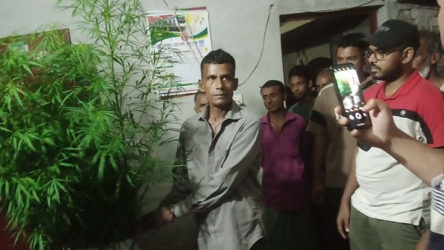 ঘরের পেছনে গাঁজা চাষ করেন তিনি