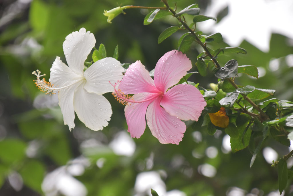বৃষ্টির নরম ছোঁয়ায় ভেজা জবা ফুল। দুই টুকরো সাদা ও গোলাপি আভা যেন ধূসর আকাশের বুক চিরে রঙ ছড়াতে এসেছে। হঠাৎ পথচলার ক্লান্তি ভুলিয়ে দেয় রঙিন এক প্রশান্তি, যেন কংক্রিটের শহরে প্রকৃতির এক চুপিচুপি হাসি। রাজশাহীর পবায়। ছবি: মিলন শেখ