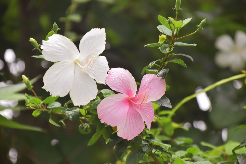 দিনের ছবি (৩ আগস্ট, ২০২৫)