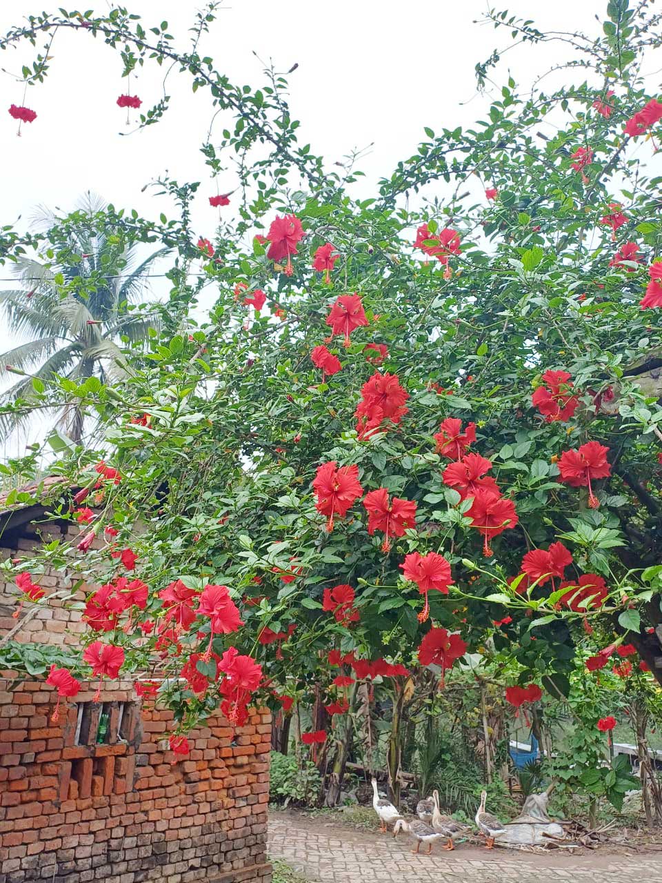 জবা ফুলের ঔষধি গুণ অনেকেরই অজানা। এজন্য অনেকে বাসায় জবা ফুল লাগিয়ে থাকেন। চুলের যত্নে, আয়রনের ঘাটতি দূর করতে, ওজন হ্রাসে জবা ফুল বেশ কাজ করে। সাতক্ষীরার পাটকেলঘাটার রাজেন্দ্রপুর এলাকা থেকে তোলা। ছবি: মুজিবুর রহমান।