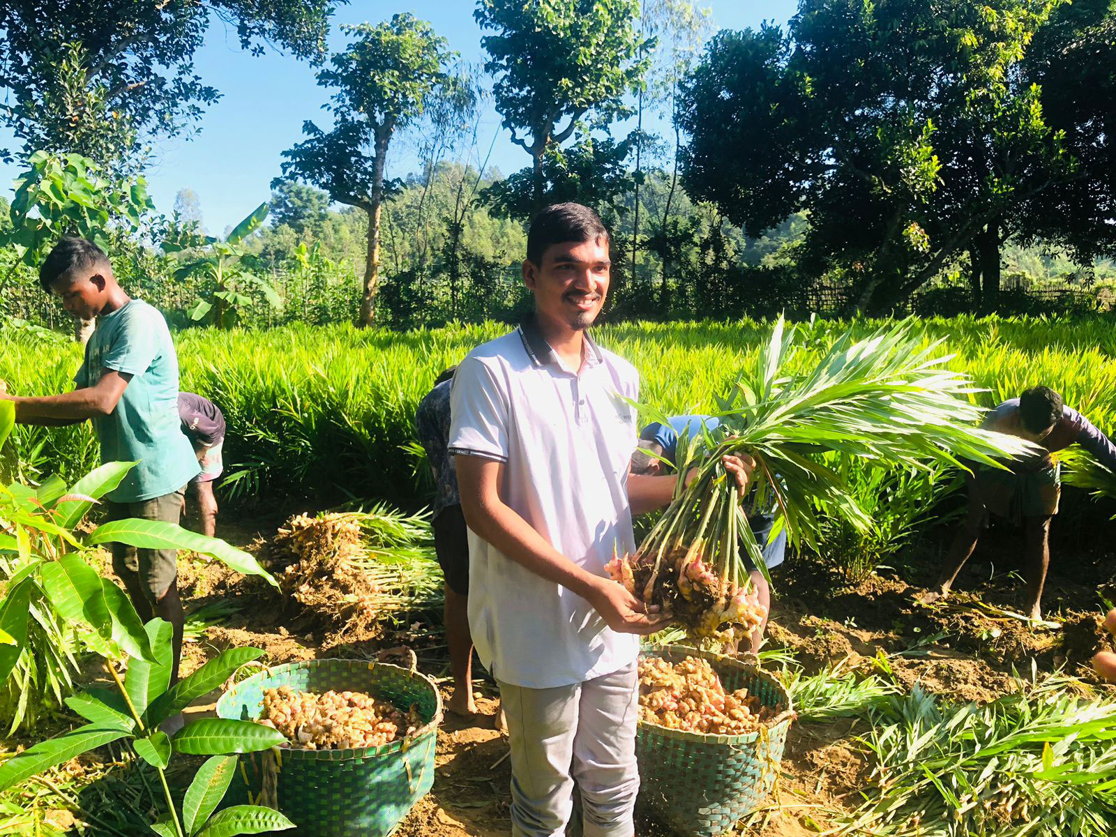 পটিয়ায় আদা চাষে বদলে গেছে জব্বারের জীবন