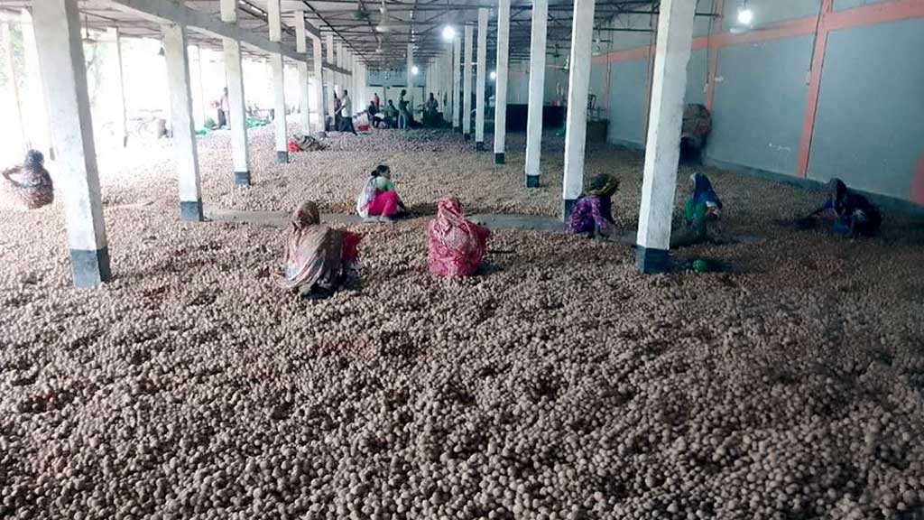 আলুর দাম তলানিতে মহাসংকটে কৃষক