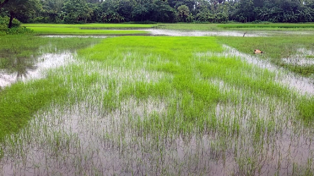 টানা বৃষ্টি ও জোয়ারের পানিতে ঝালকাঠির নিম্নাঞ্চল প্লাবিত, তলিয়ে গেছে আমনের বীজতলা