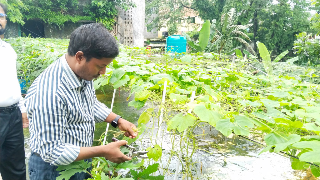 সরকারি অফিসে ছাদবাগানে হরেক রকম সবজি