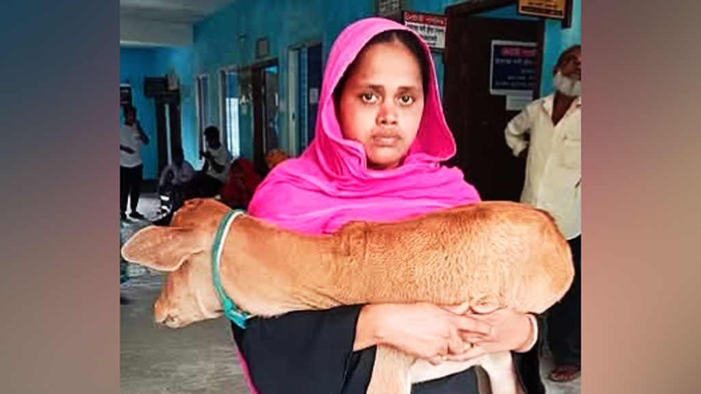গাভি নিয়ে গেলেন বিএনপি নেতা, বিচারের আশায় আদালত চত্বরে বাছুর নিয়ে হাজির নারী