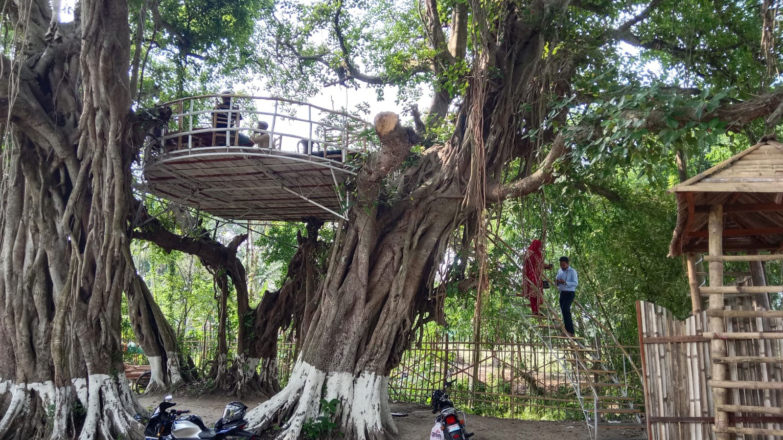 শতবর্ষী বটগাছে রেস্টুরেন্ট, হারাচ্ছে পাখিদের নিরাপদ আশ্রয়