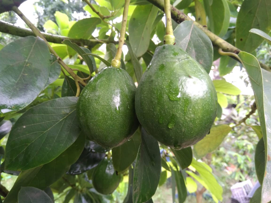 ঝিনাইদহে অ্যাভোকাডোর বাণিজ্যিক চাষ, বাড়ছে চাহিদা