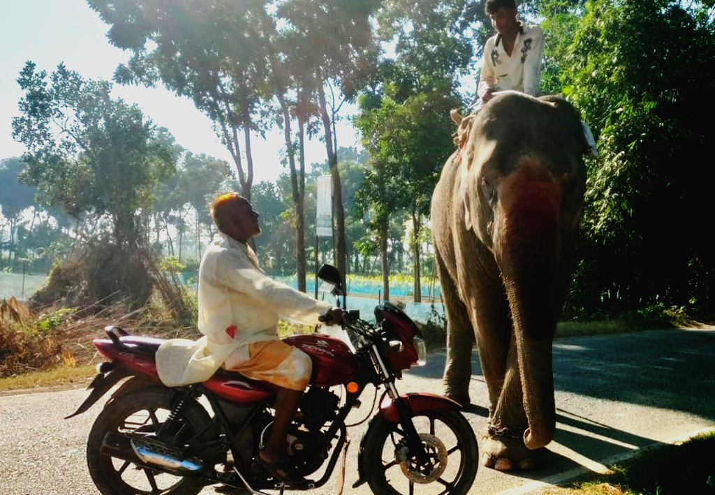 হাতি দিয়ে টাকা আদায়, বন্ধের দাবি ভুক্তভোগীদের