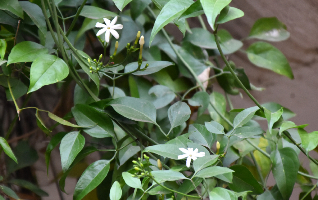 জুঁই ফুল ভারত, নেপাল, শ্রীলঙ্কা, ভুটান ও আন্দামান দ্বীপপুঞ্জে পাওয়া যায়। ফুলের মধ্যে থাকা অপরিহার্য তেলের কারণে এটি ভারত ও থাইল্যান্ডে বাণিজ্যিকভাবে চাষ হয়। এটি ভারতে আলংকারিক উদ্দেশ্যে এবং উৎসবগুলোর জন্য ব্যবহৃত হয়। নগরীর বিলসিমলা এলাকা, রাজশাহী, ২৪ ডিসেম্বর ২০২৪। ছবি: মিলন শেখ