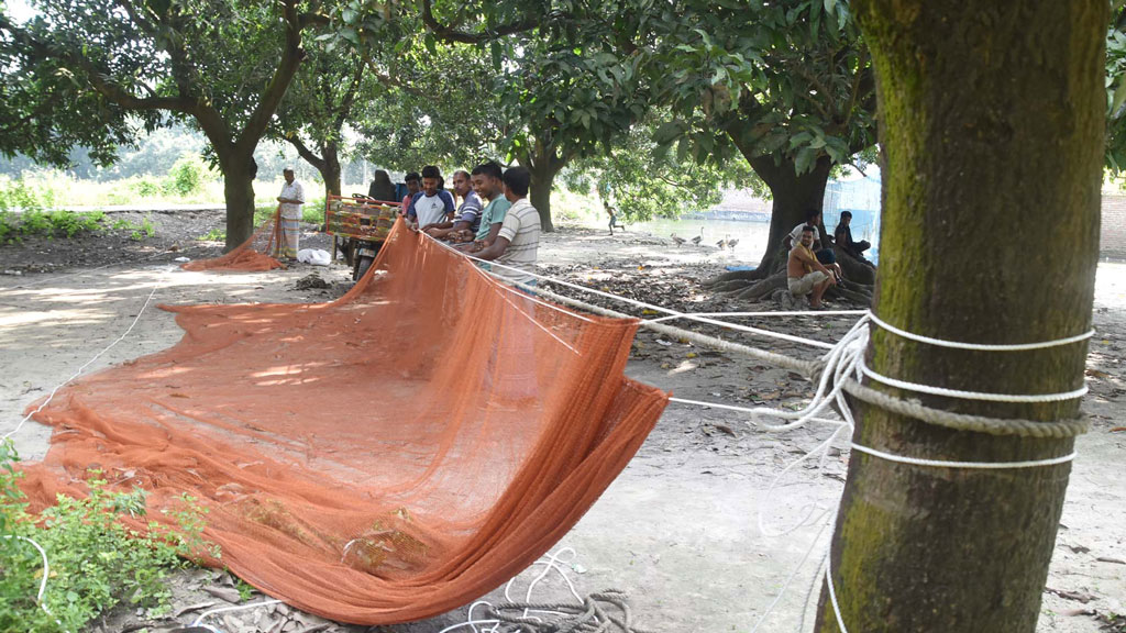 গাছের সঙ্গে লাইলনের সুতা দিয়ে জাল বেঁধে ঠিকঠাক করে নিচ্ছেন জেলেরা। ৮০ হাত লম্বা ব্যাট জালটি দিয়ে বিভিন্ন পুকুরে মাছ ধরা হবে। আজ শুক্রবার সকালে পবা উপজেলার হড়গ্রাম ইউনিয়নের মিয়াপুর এলাকা থেকে তোলা। ছবি: মিলন শেখ।