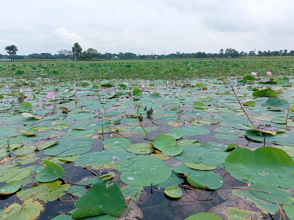 রাজশাহীর দুটি জলাভূমিকে দেশের প্রথম ‘জলাভূমিনির্ভর প্রাণী অভয়ারণ্য’ ঘোষণা
