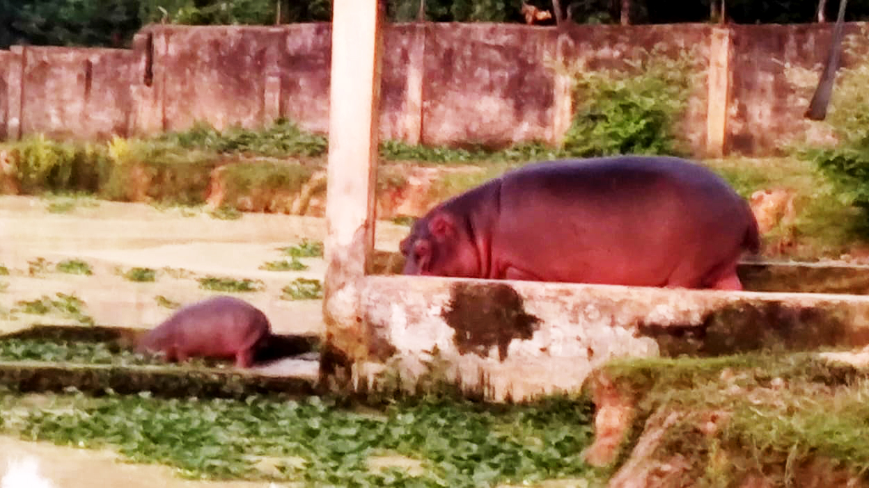 গাজীপুর সাফারি পার্কে জলহস্তী শাবকের জন্ম, সংখ্যা বেড়ে ৫