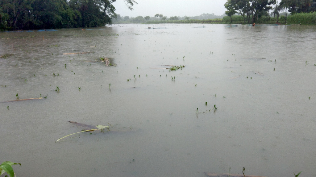 পাটকেলঘাটায় বৃষ্টিতে তলিয়েছে আমন বীজতলা, সবজির খেত