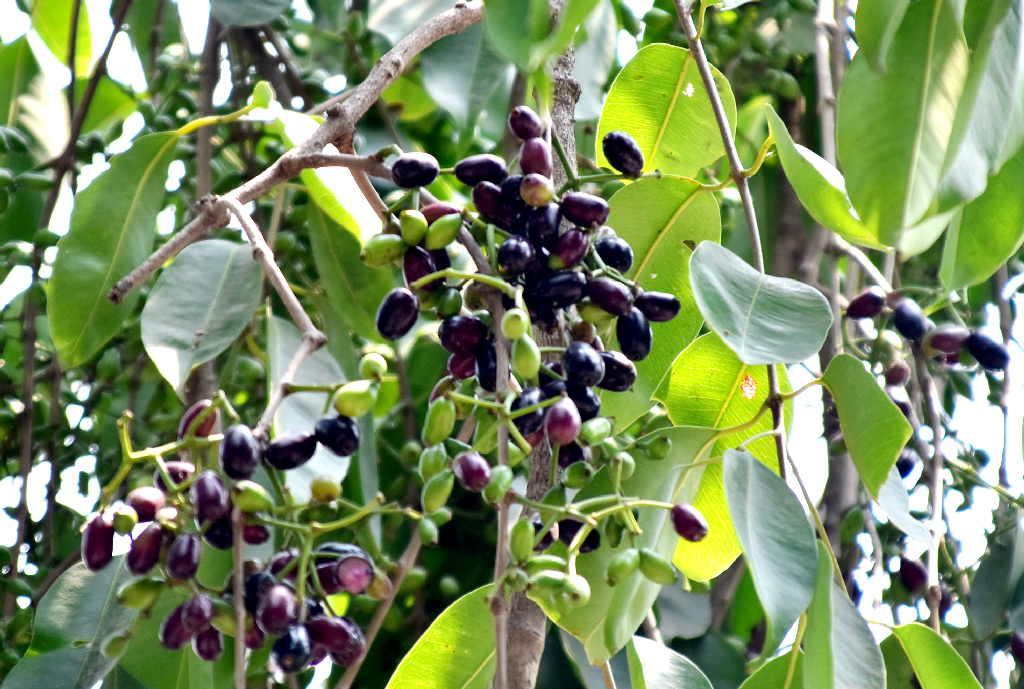 দিনের ছবি (১৪ মে,২০২৫)
