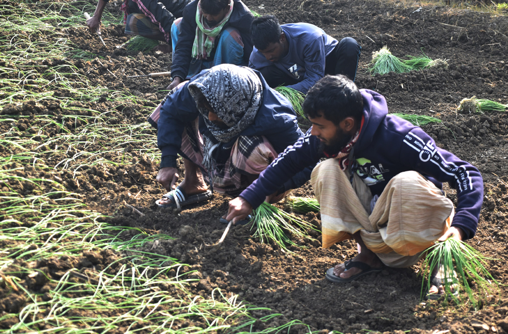 শীতের সকালে জমিতে পেঁয়াজের বীজ বুনতে ব্যস্ত কৃষকেরা। ছবিটি রাজশাহীর পুঠিয়া উপজেলার বেলপুকুর ইউনিয়ন ভড়ুয়াপাড়া একটি বিল থেকে তোলা। ছবি: মিলন শেখ।