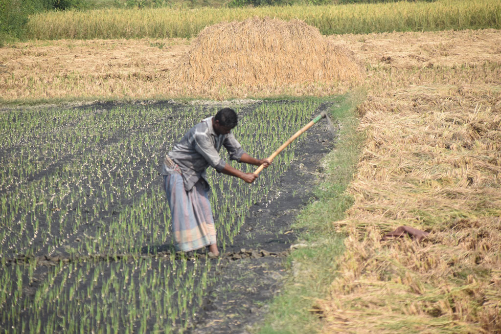 জমিতে পেঁয়াজ ও রসুন লাগানো হয়েছে। আজ সকালে জমি পরিচর্যা করছেন কৃষক। ছবিটি পবা উপজেলার পারিলা ইউনিয়নের একটি বিল থেকে তোলা। ছবি: মিলন শেখ
