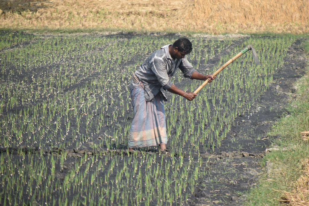 দিনের ছবি (২৫ নভেম্বর, ২০২৫)