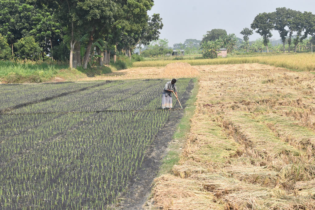 জমিতে পেঁয়াজ ও রসুন লাগানো হয়েছে। আজ সকালে জমি পরিচর্যা করছেন কৃষক। ছবিটি পবা উপজেলার পারিলা ইউনিয়নের একটি বিল থেকে তোলা। ছবি: মিলন শেখ