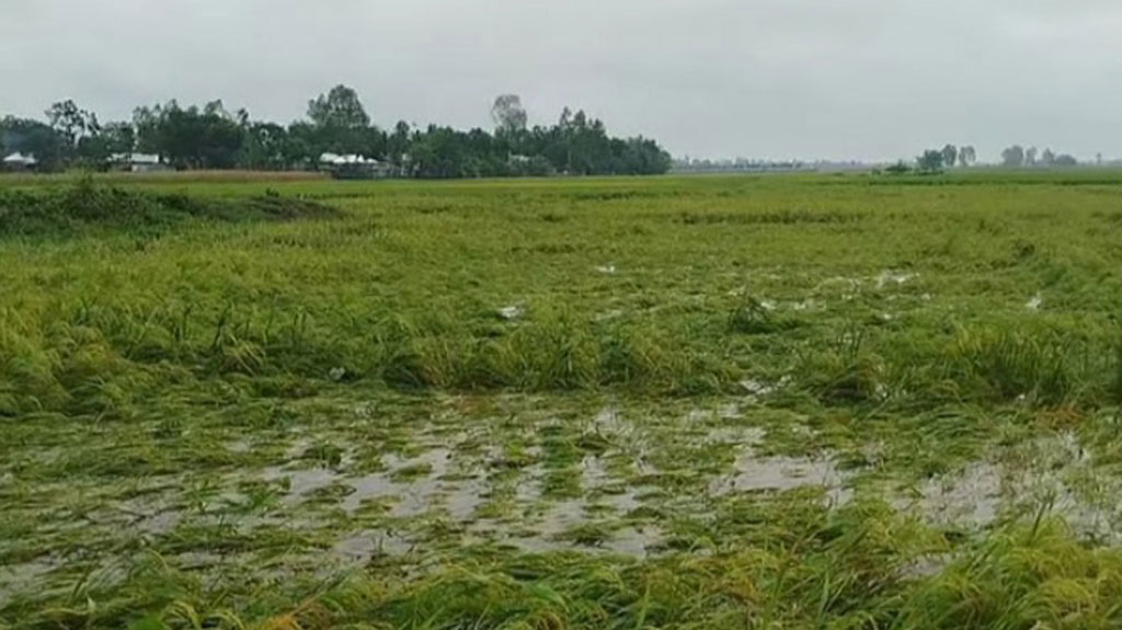 পানিতে তলিয়েছে পাকা ধানের খেত, মাথায় হাত কৃষকের