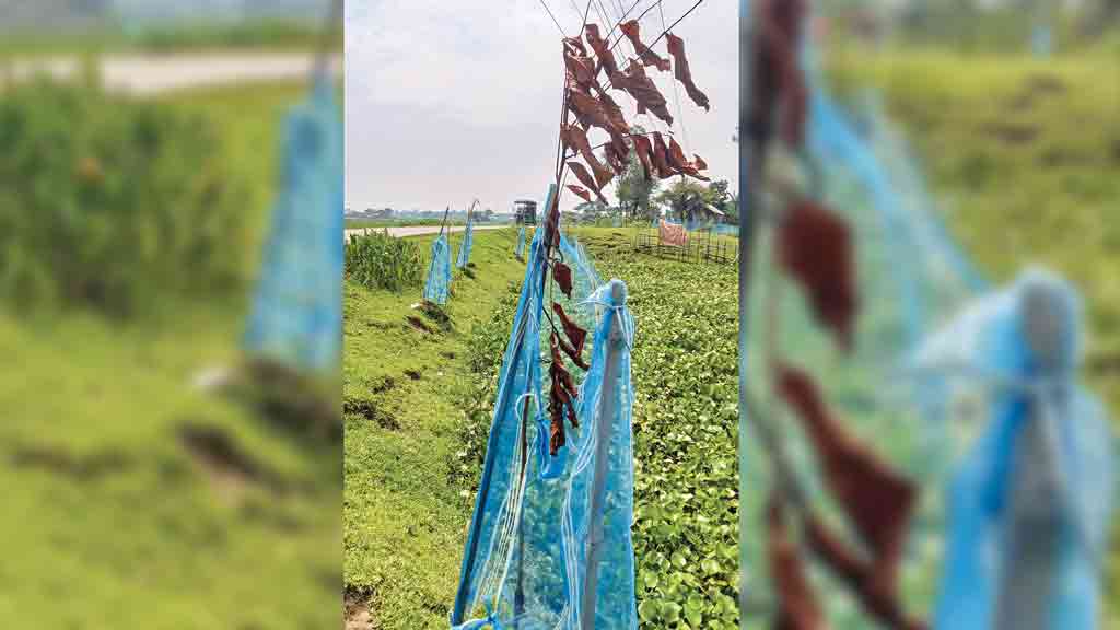 দায়সারা বৃক্ষরোপণে চারায় মড়ক
