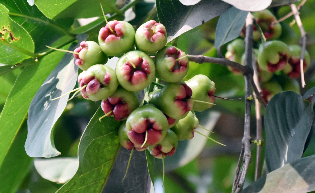 গাছের শাখায় থোকায় থোকায় ঝুলছে অপরিপক্ব জামরুল। গরমকালের এই ফলটি খেতে অনেকেই বেশ পছন্দ করেন। রাজশাহী নগরীর চকপাড়া এলাকা থেকে তোলা। ছবি: মিলন শেখ