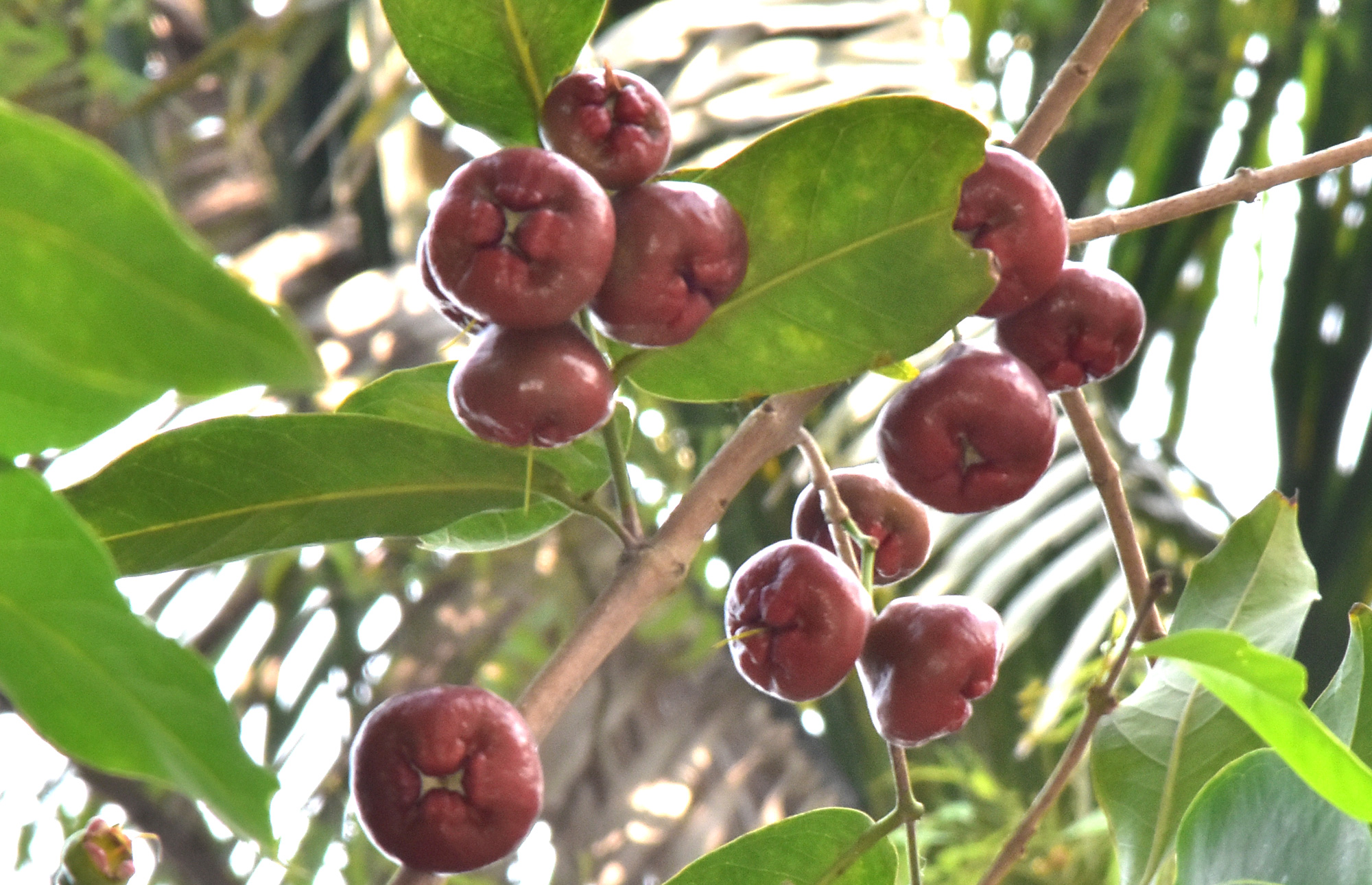 লাল জামরুল। গ্রীষ্ম-বর্ষার একটি মজাদার রসালো ফল। দক্ষিণ-পূর্ব এশিয়ার দেশগুলোতে বেশি দেখা যায়। চকপাড়া, রাজশাহী সদর, রাজশাহী, ১ মে ২০২৫। ছবি: মিলন শেখ।